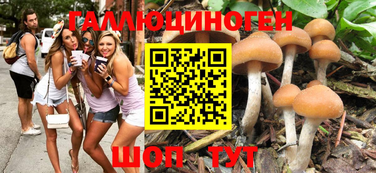 где купить наркотик  Псилоцибиновые грибы Psilocybine cubensis  Вход с VPN  Курганинск 
